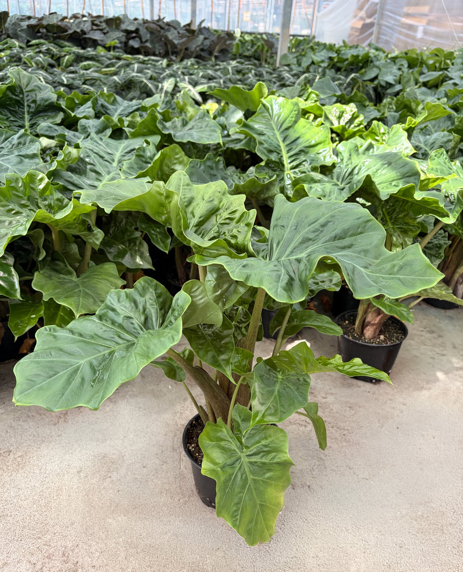 6" Alocasia Portodora
