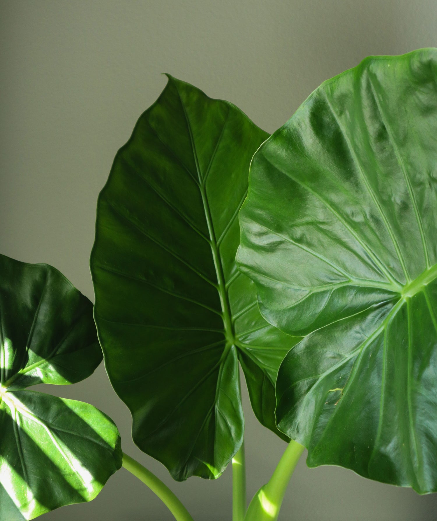 6" Alocasia Portodora