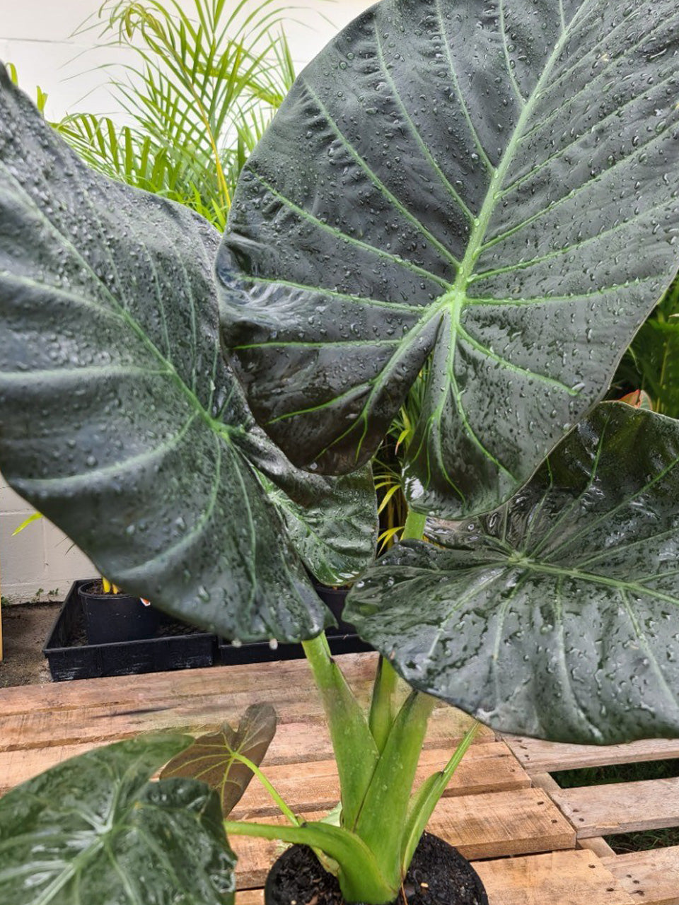 6" Alocasia Regal Sheild