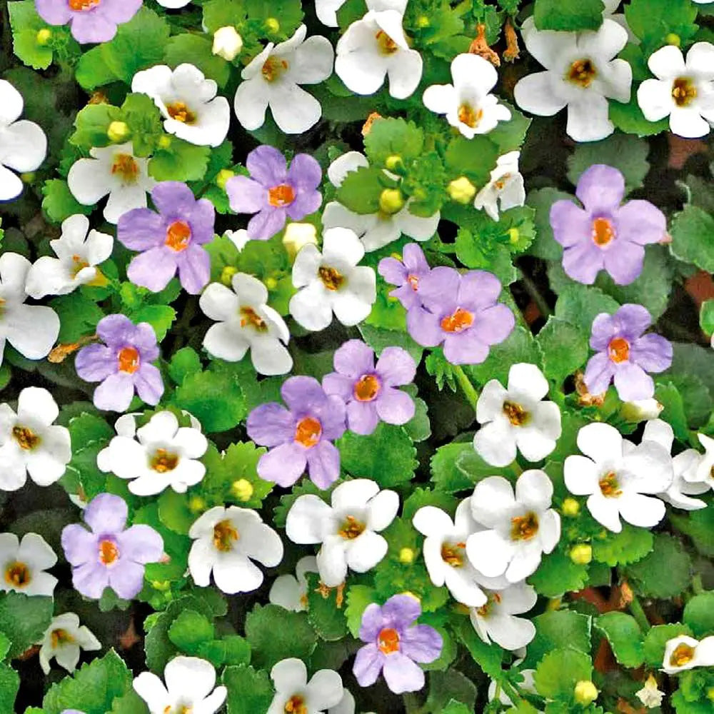 6" Bacopa