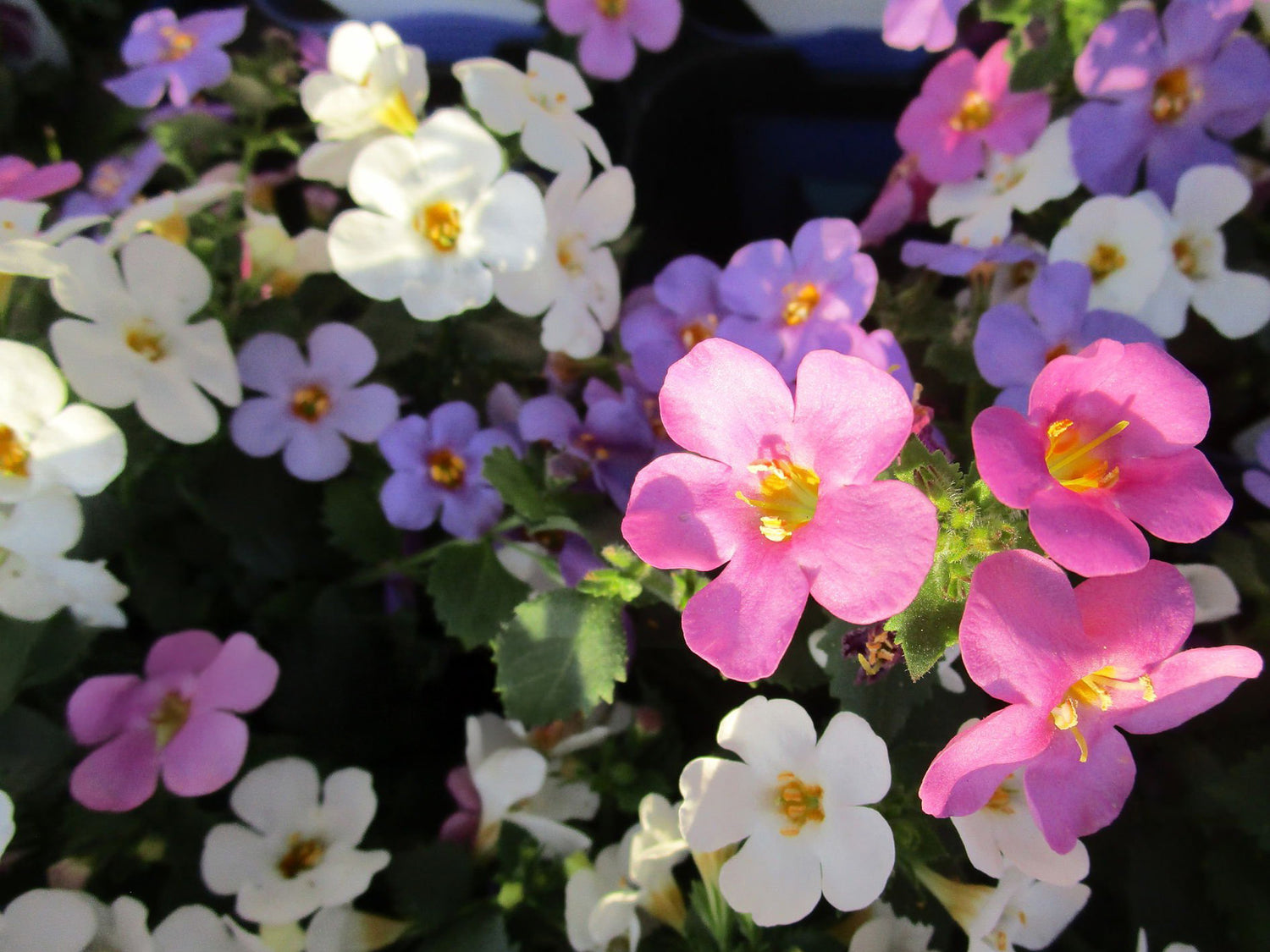 6" Bacopa
