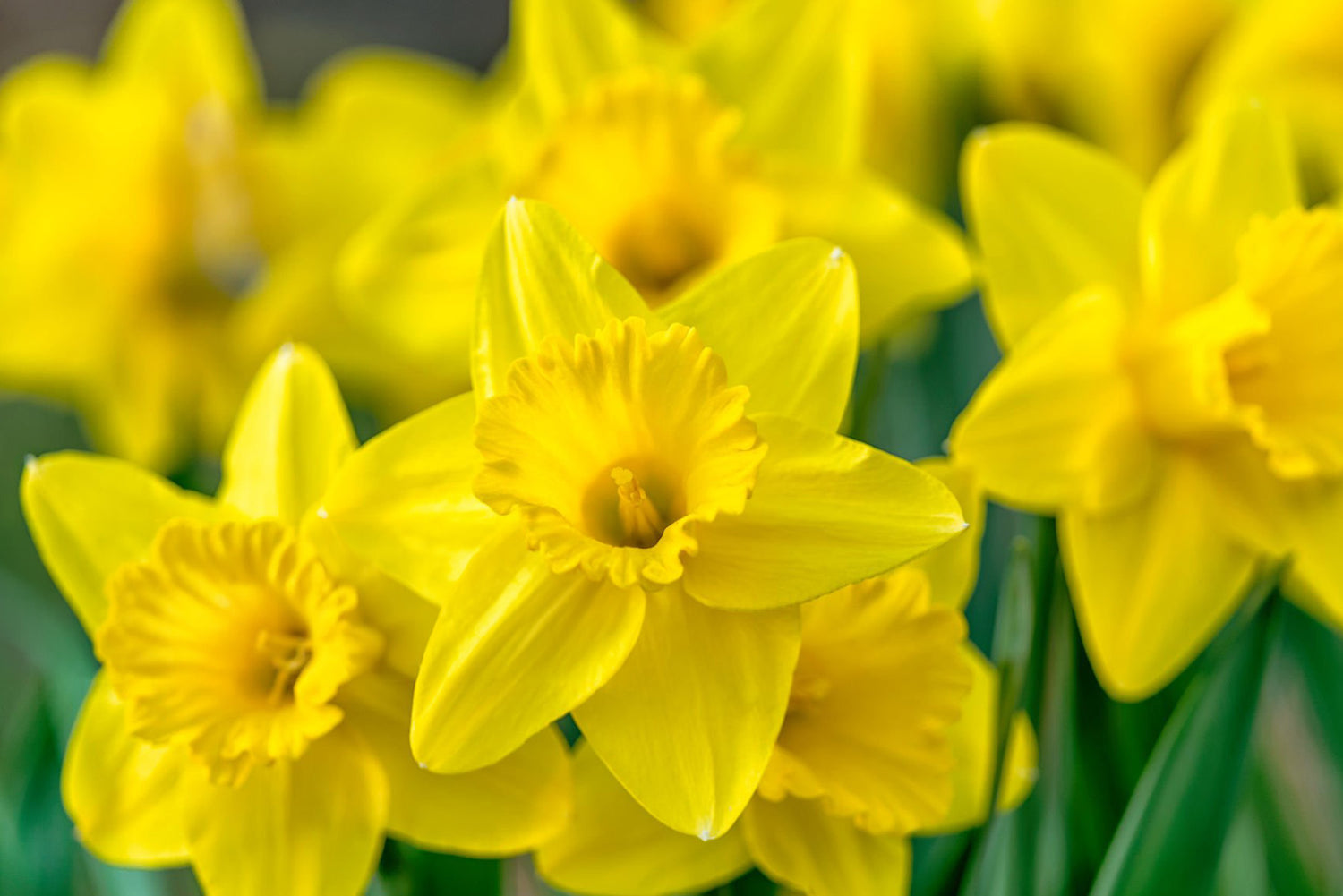 6" Daffodil