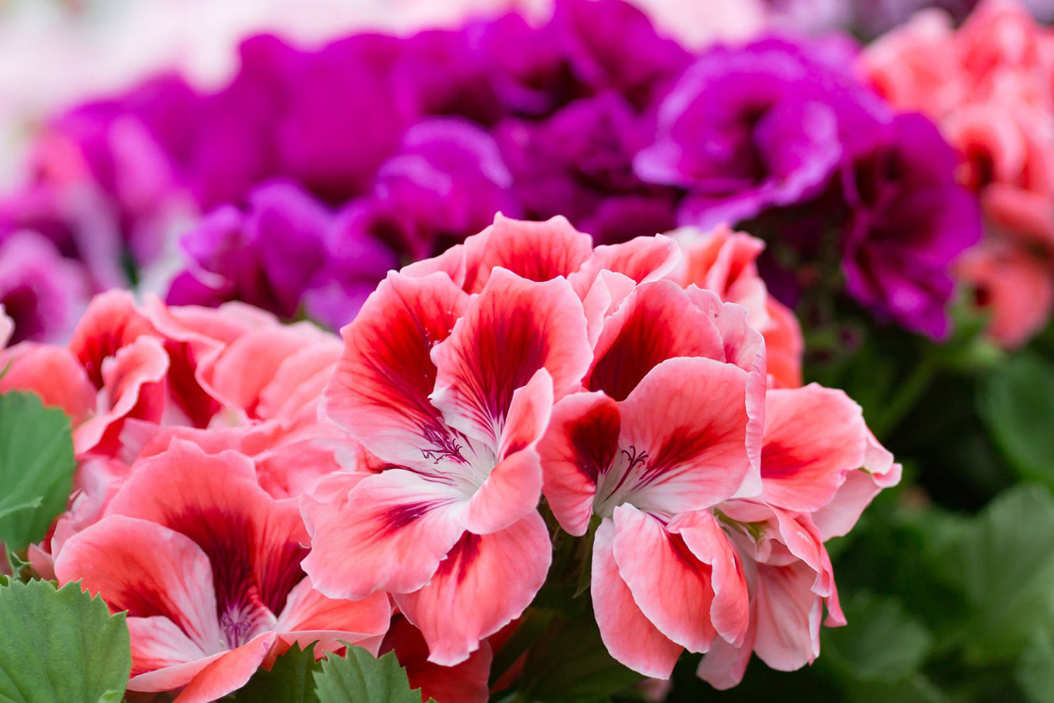 6" Geranium Regal Elegance