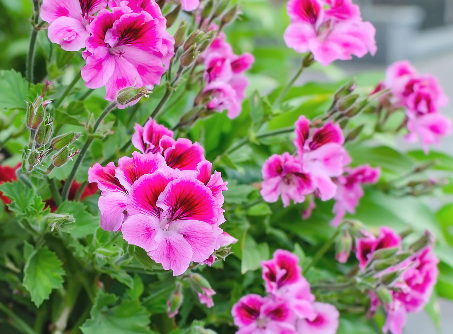 6" Geranium Regal Elegance