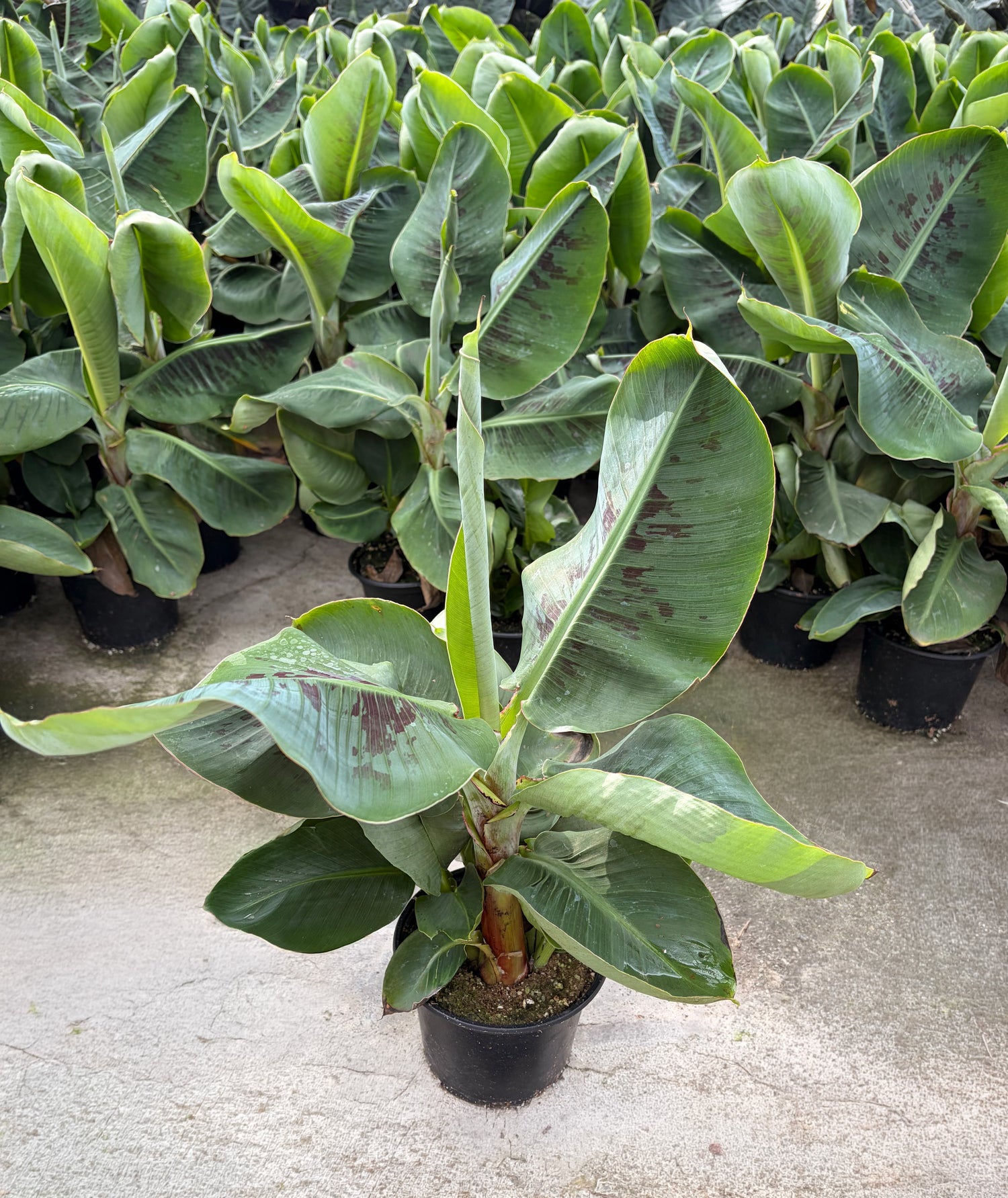6" Musa Dwarf Cavendish