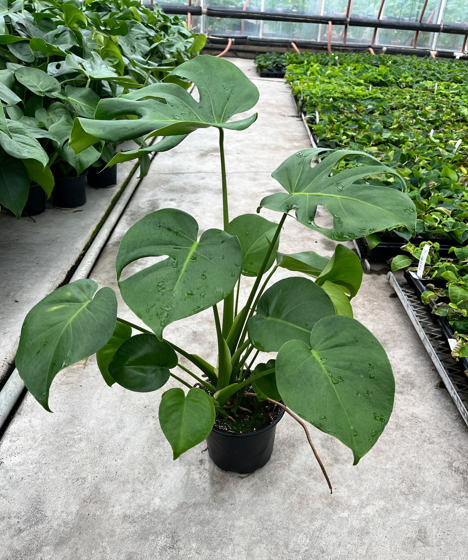 6" Philodendron Monstera