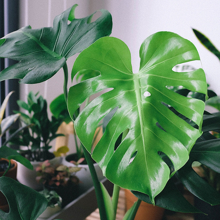 6" Philodendron Monstera