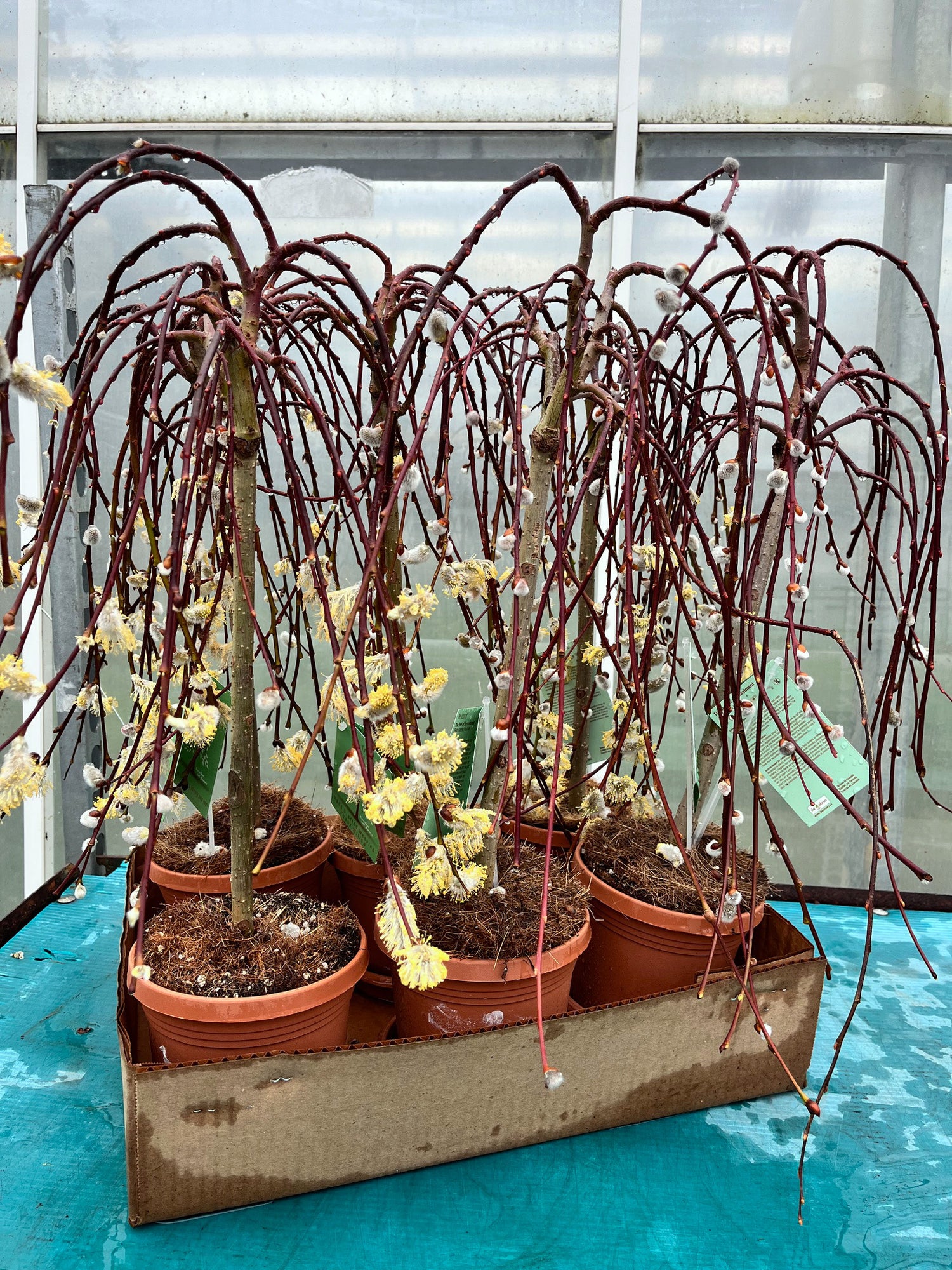 6" Salix Willow
