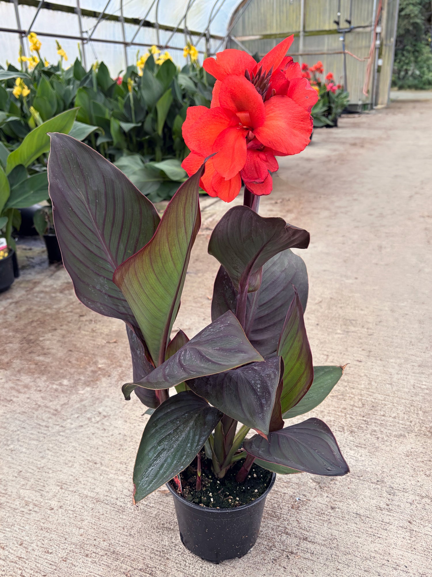 6" Canna Cannova Bronze Leaf