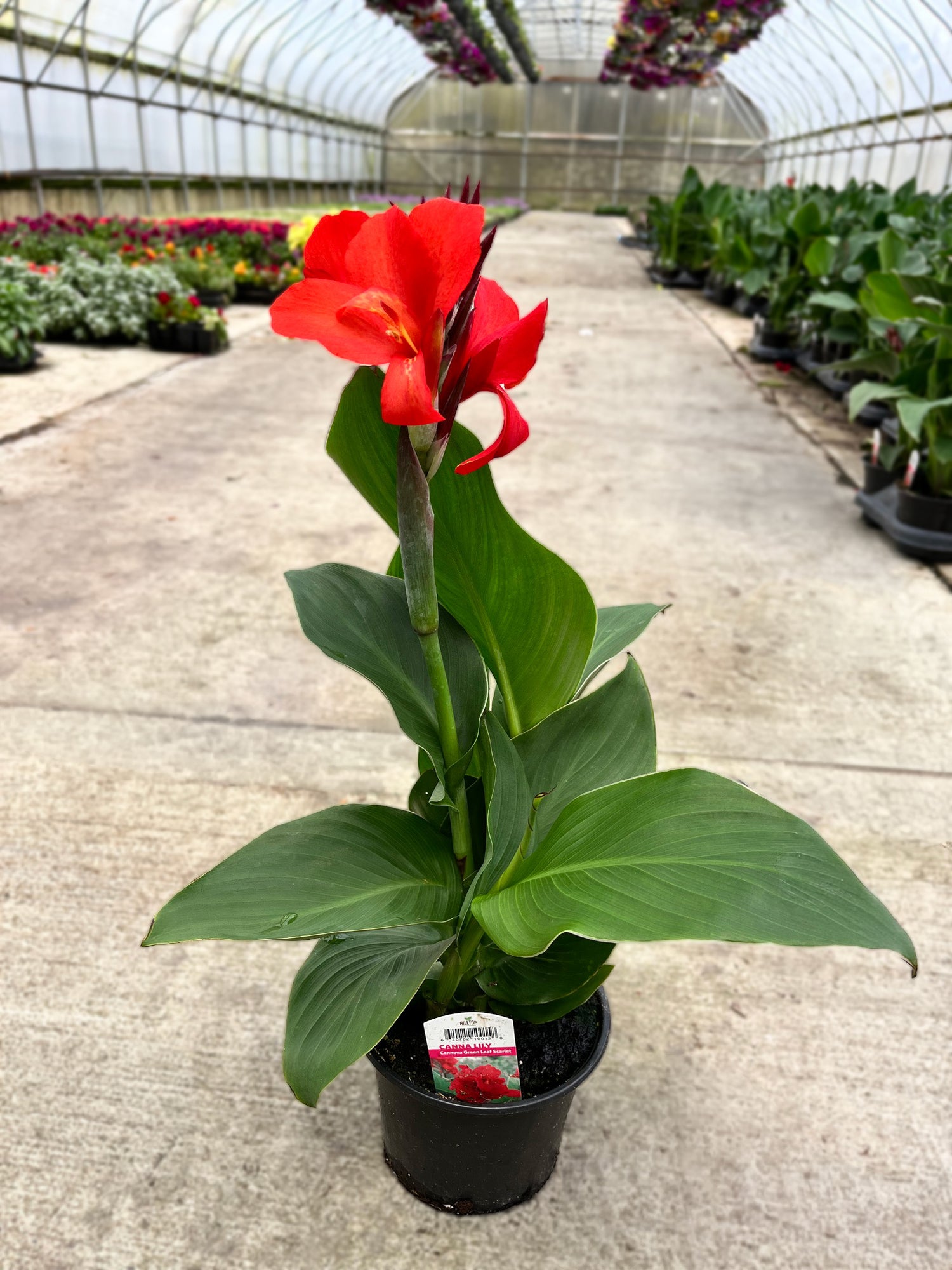 6" Canna Cannova Green Leaf