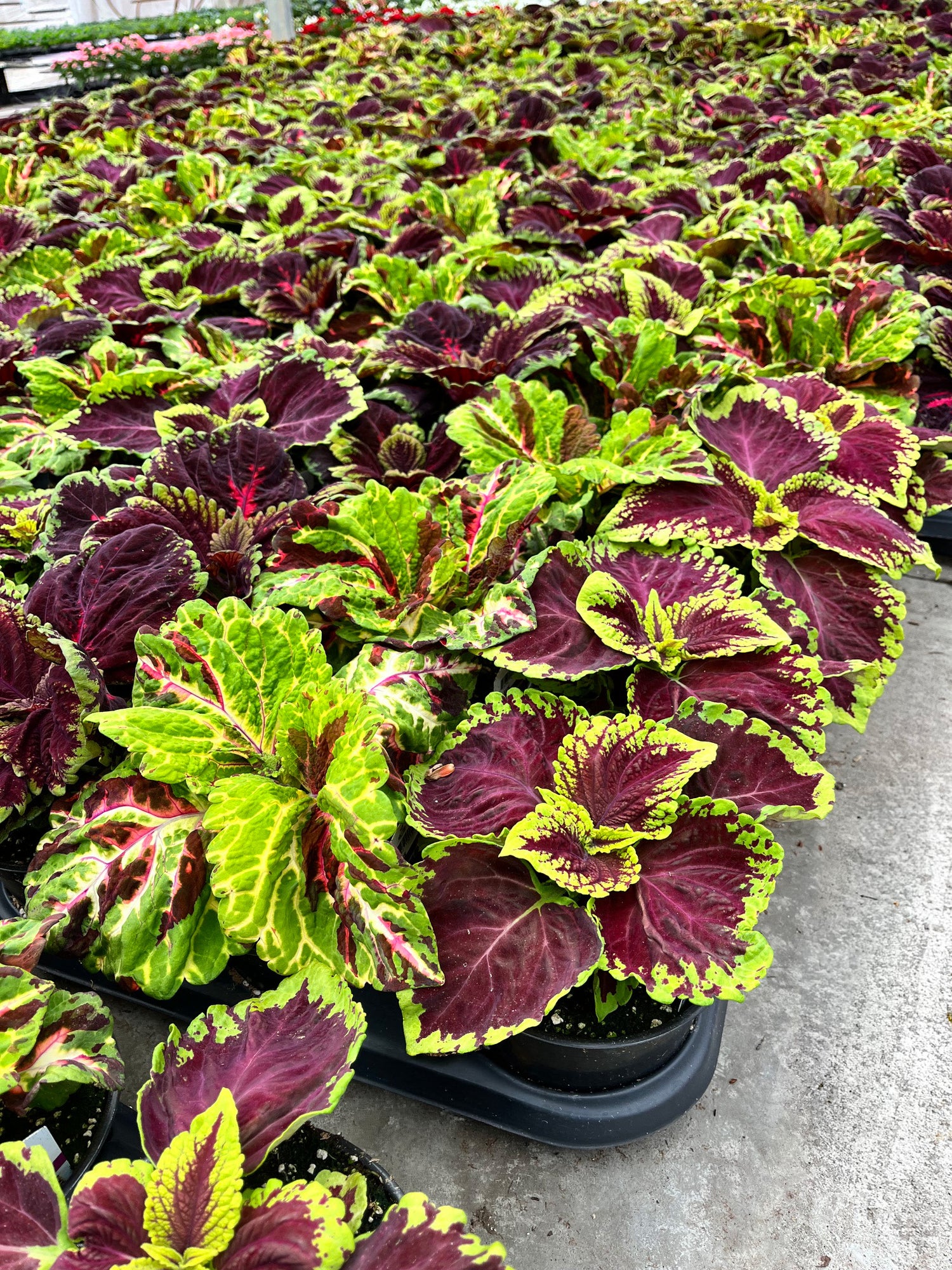 6" Coleus Kong