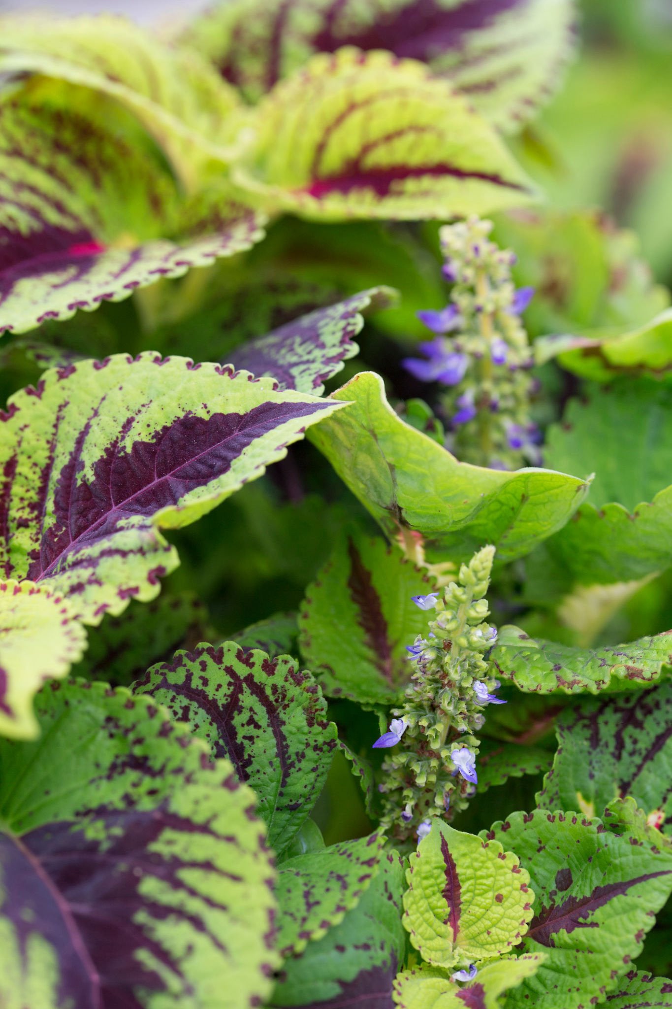 6" Coleus Kong