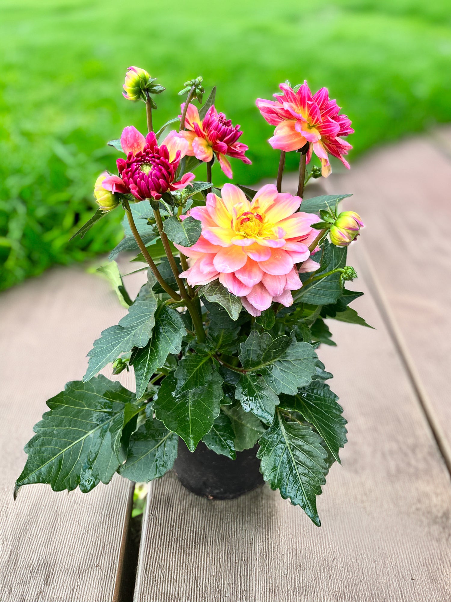 6" Dahlia, Mix