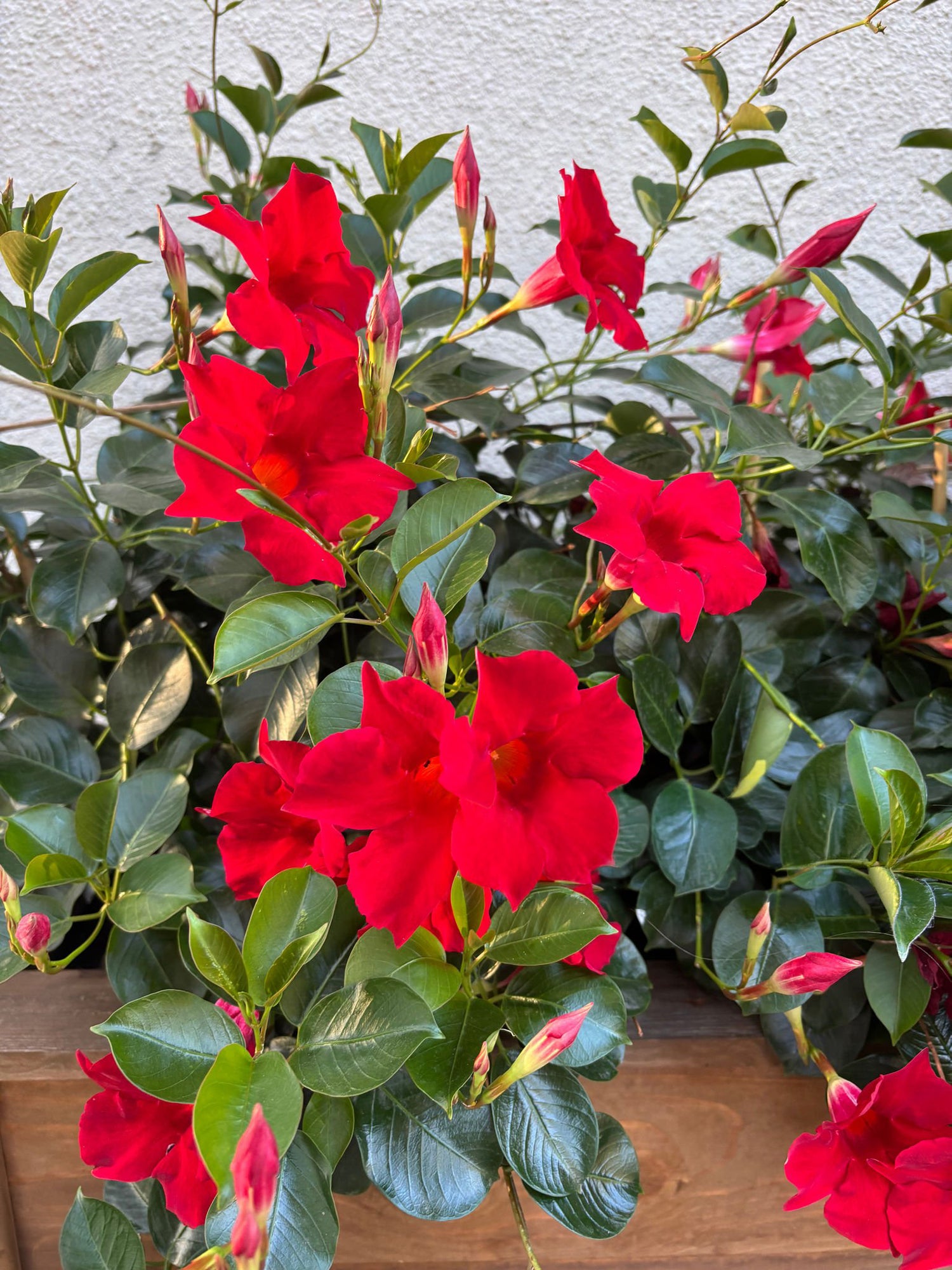 6" Dipladenia
