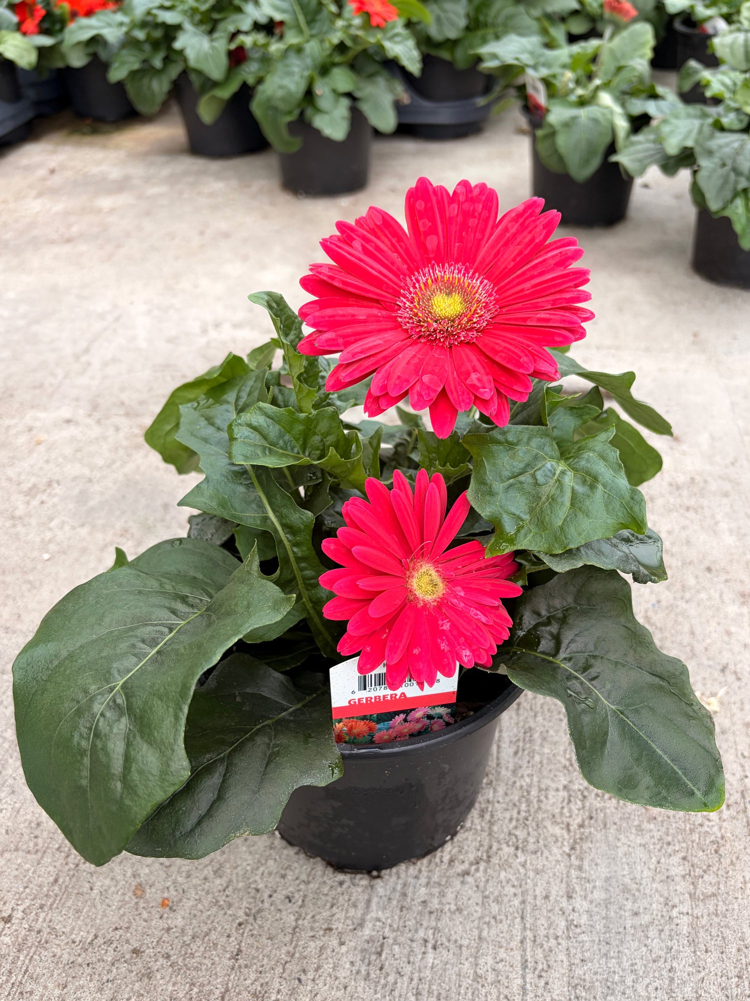 6" Gerbera Revolution