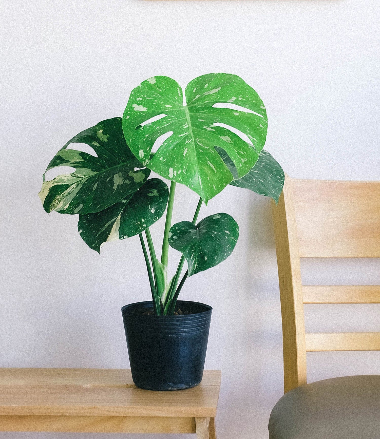 6" Monstera Thai Constellation