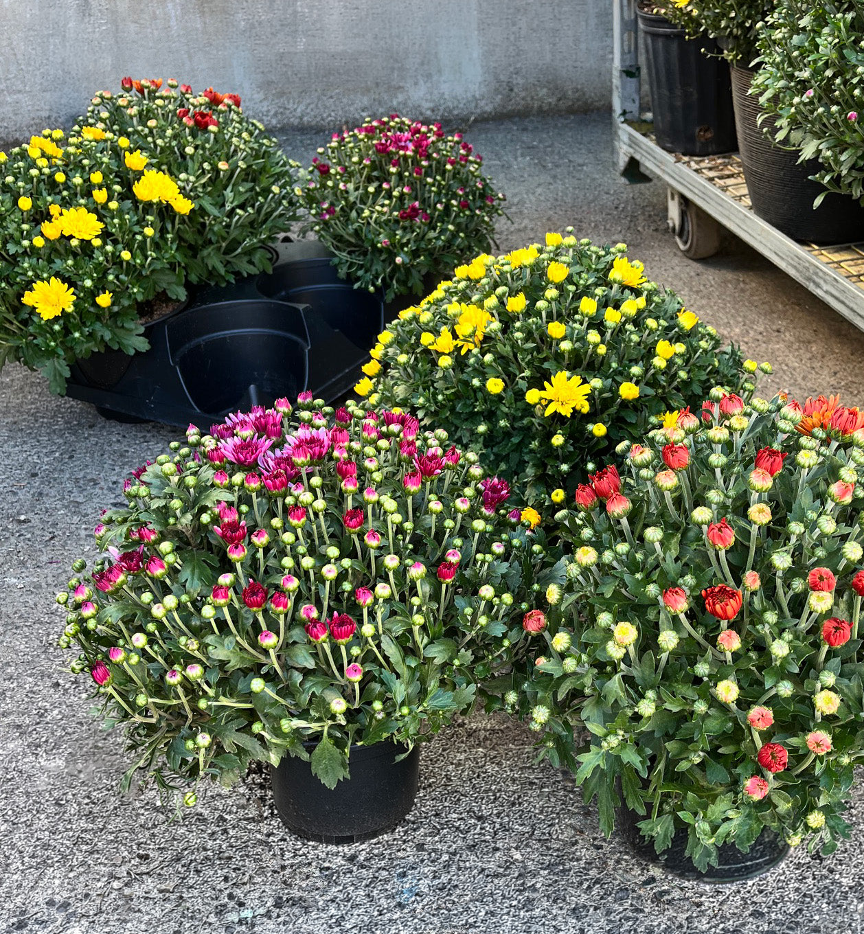 6.5" Mum, Mixed in Tray