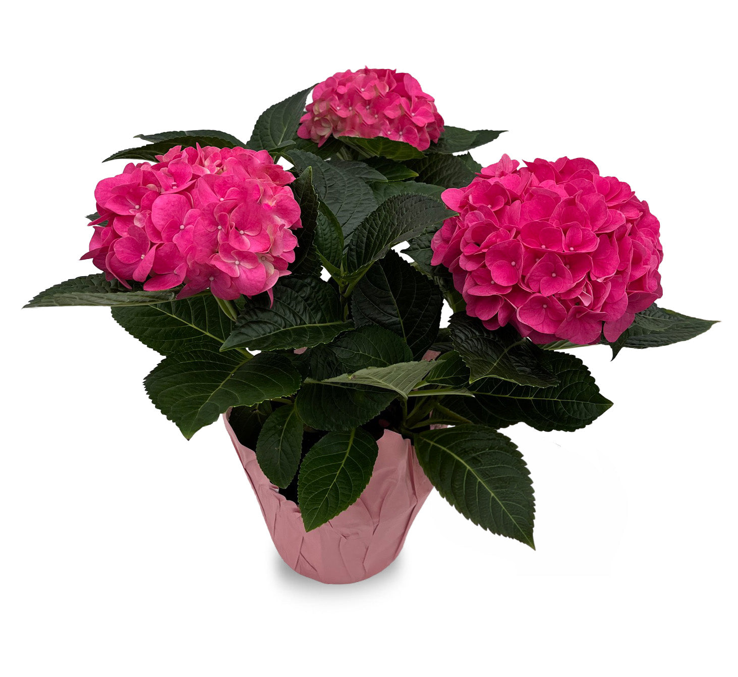6" Hydrangea