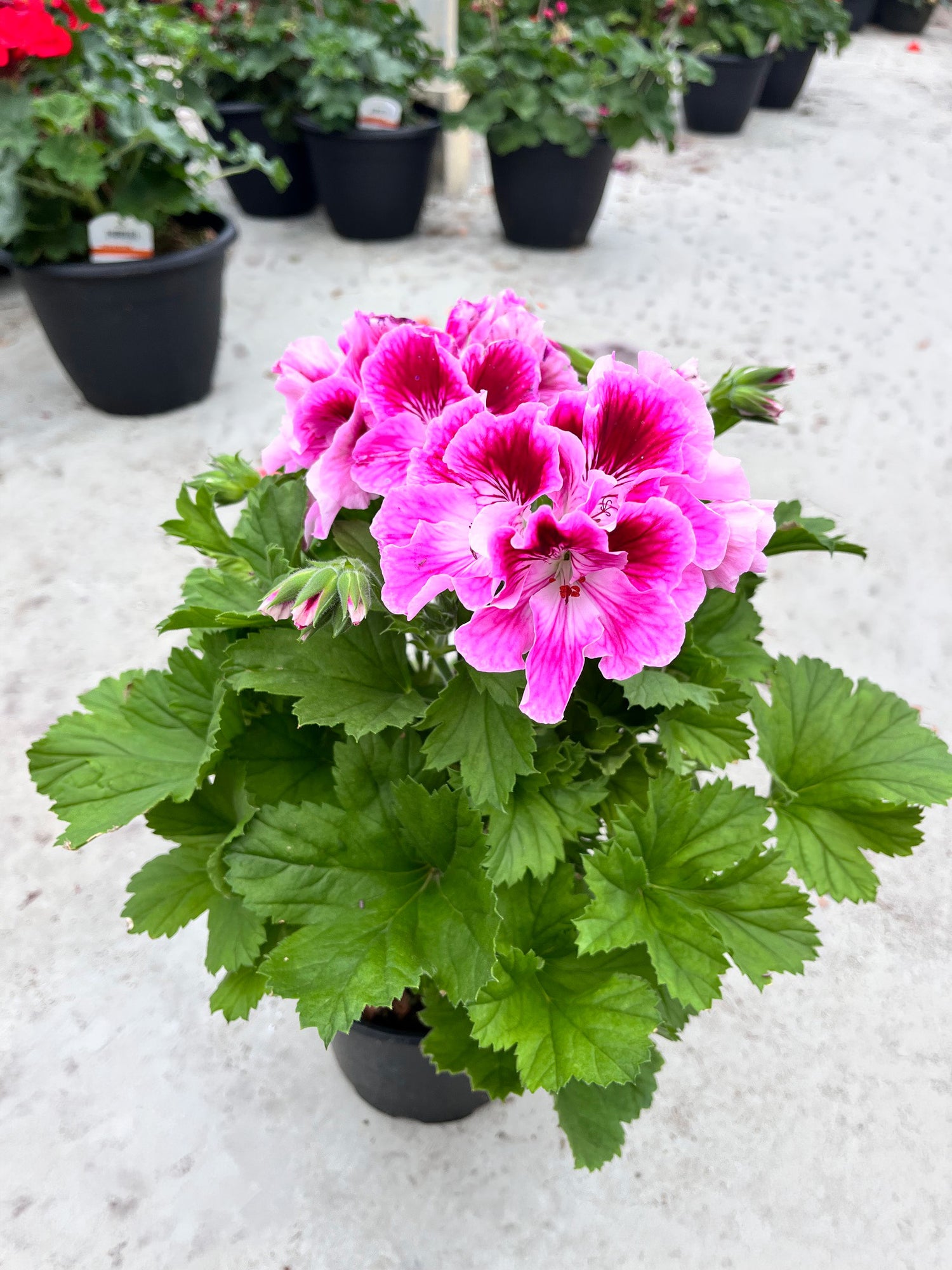 6" Geranium Regal Elegance