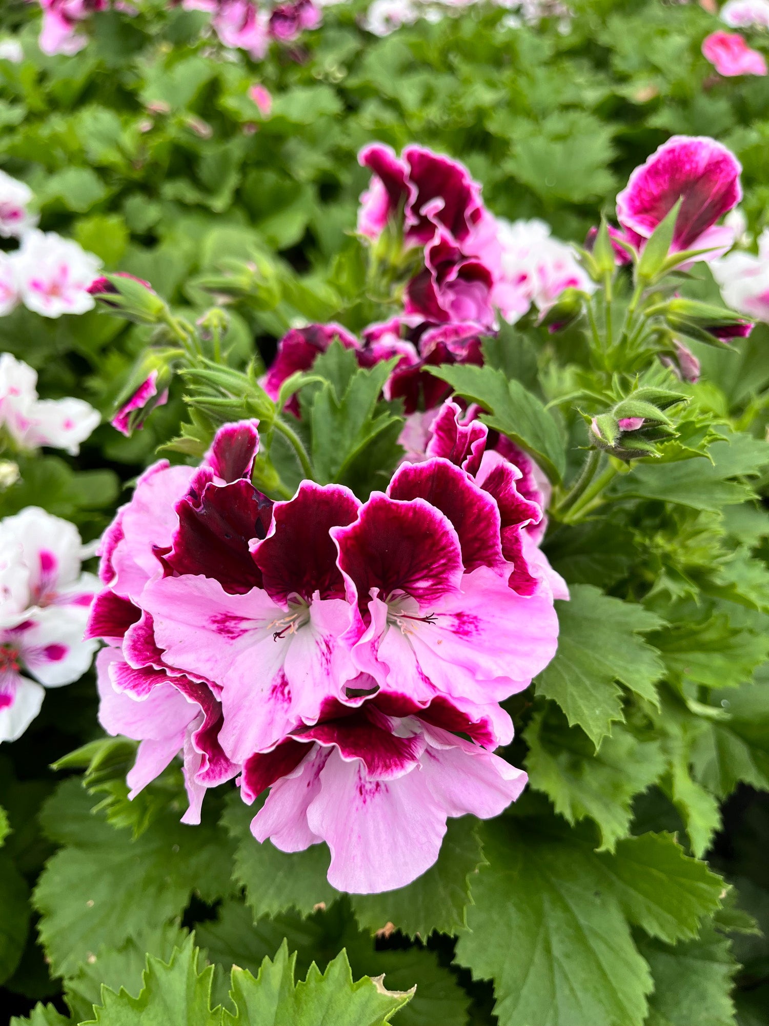 6" Geranium Regal Elegance