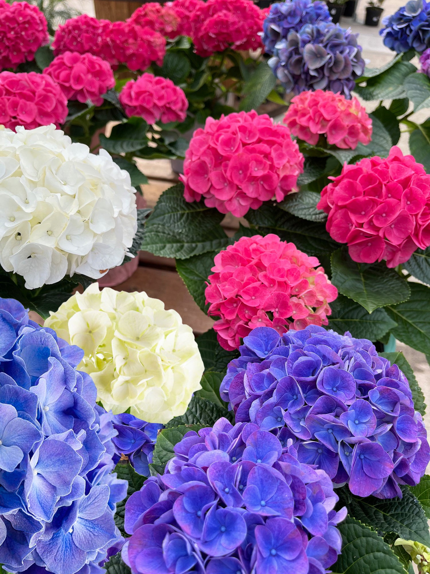 6" Hydrangea
