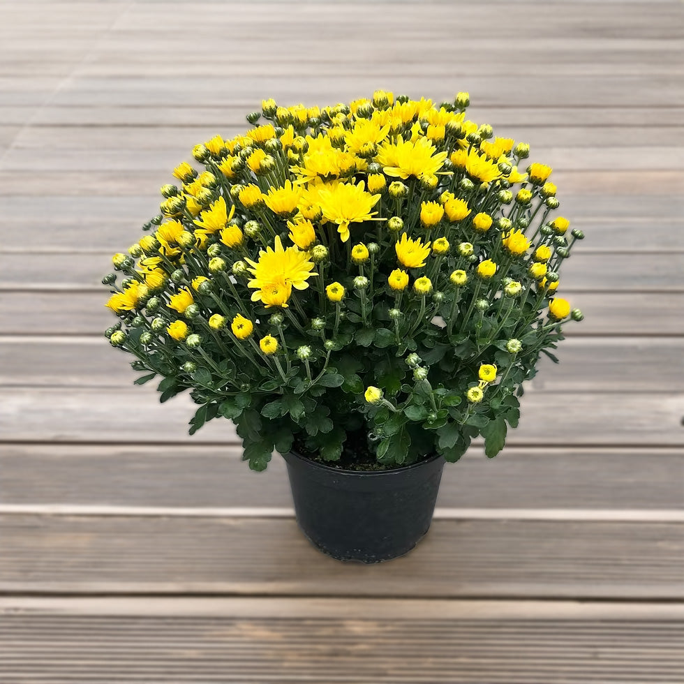 6.5" Mum, Mixed in Tray