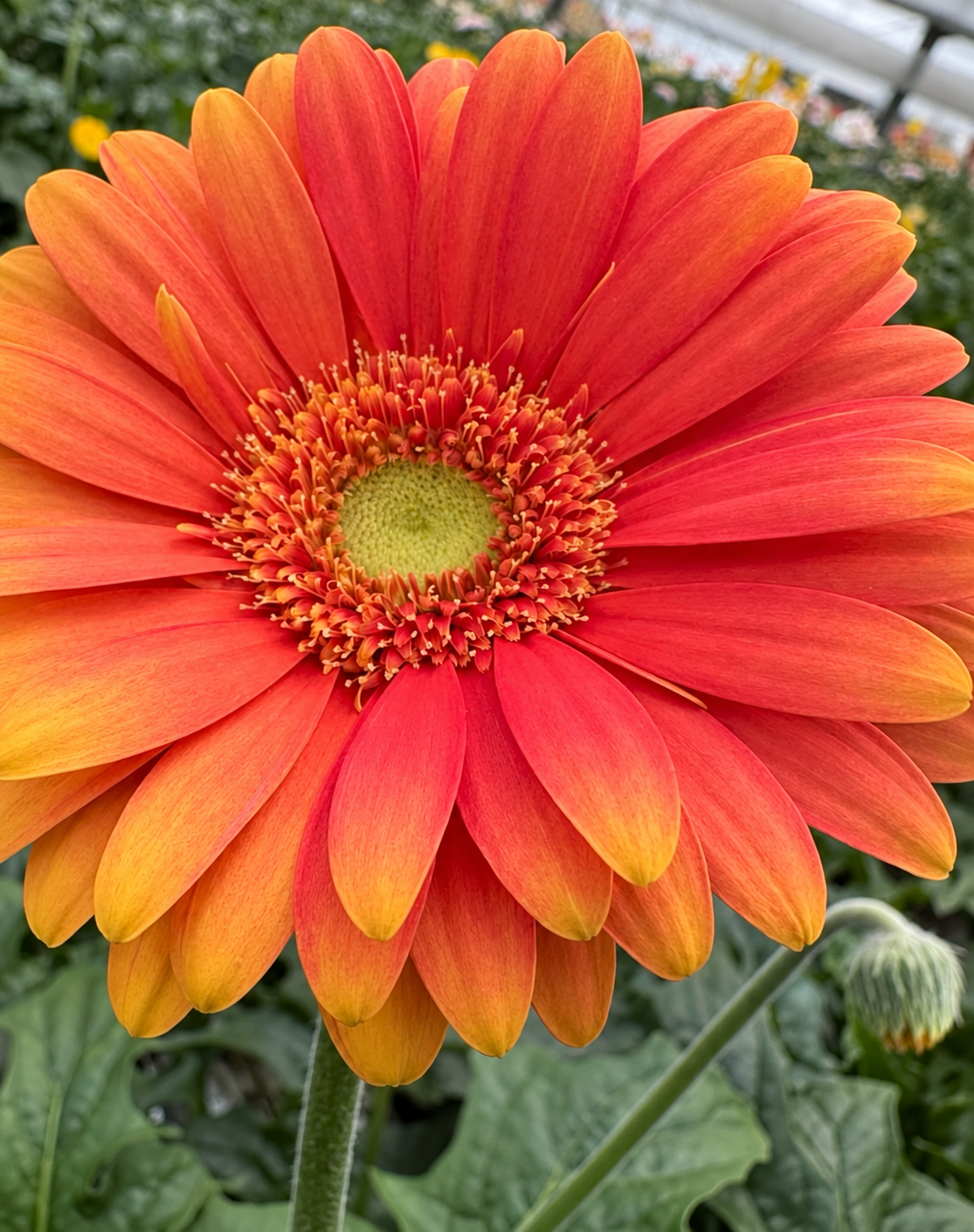 6" Gerbera Revolution