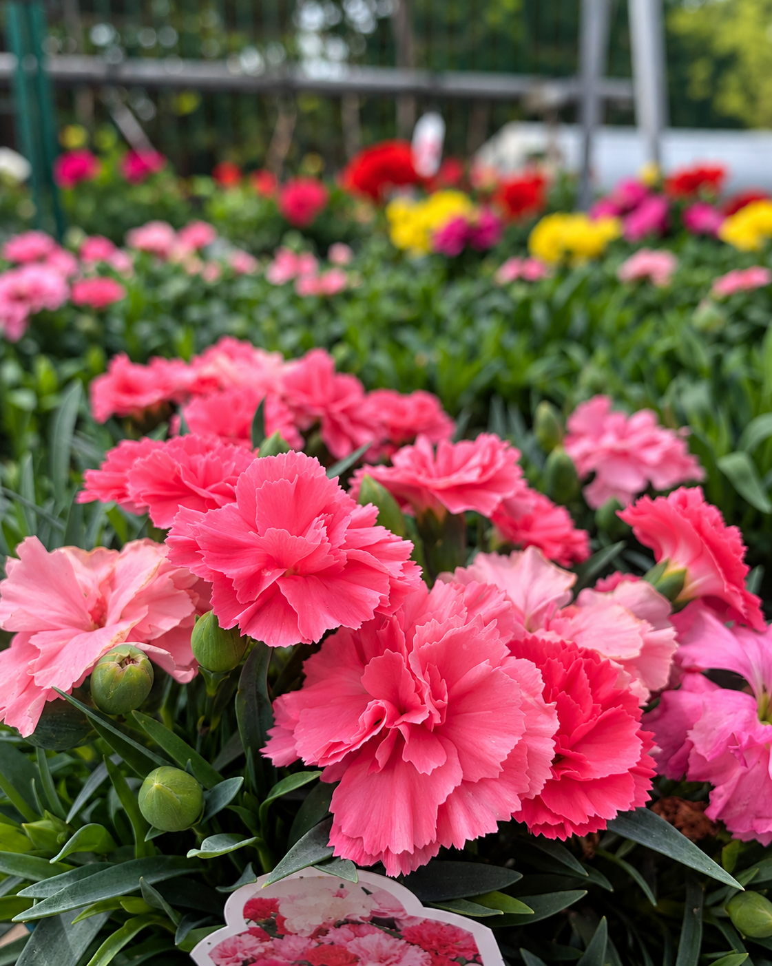 Carnation ‘I Love You’ – 4" Pot