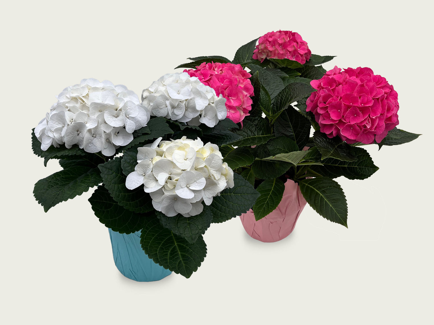 FUND 6" Hydrangea