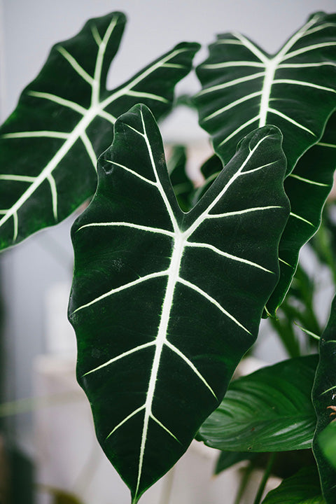 6" Alocasia Frydek