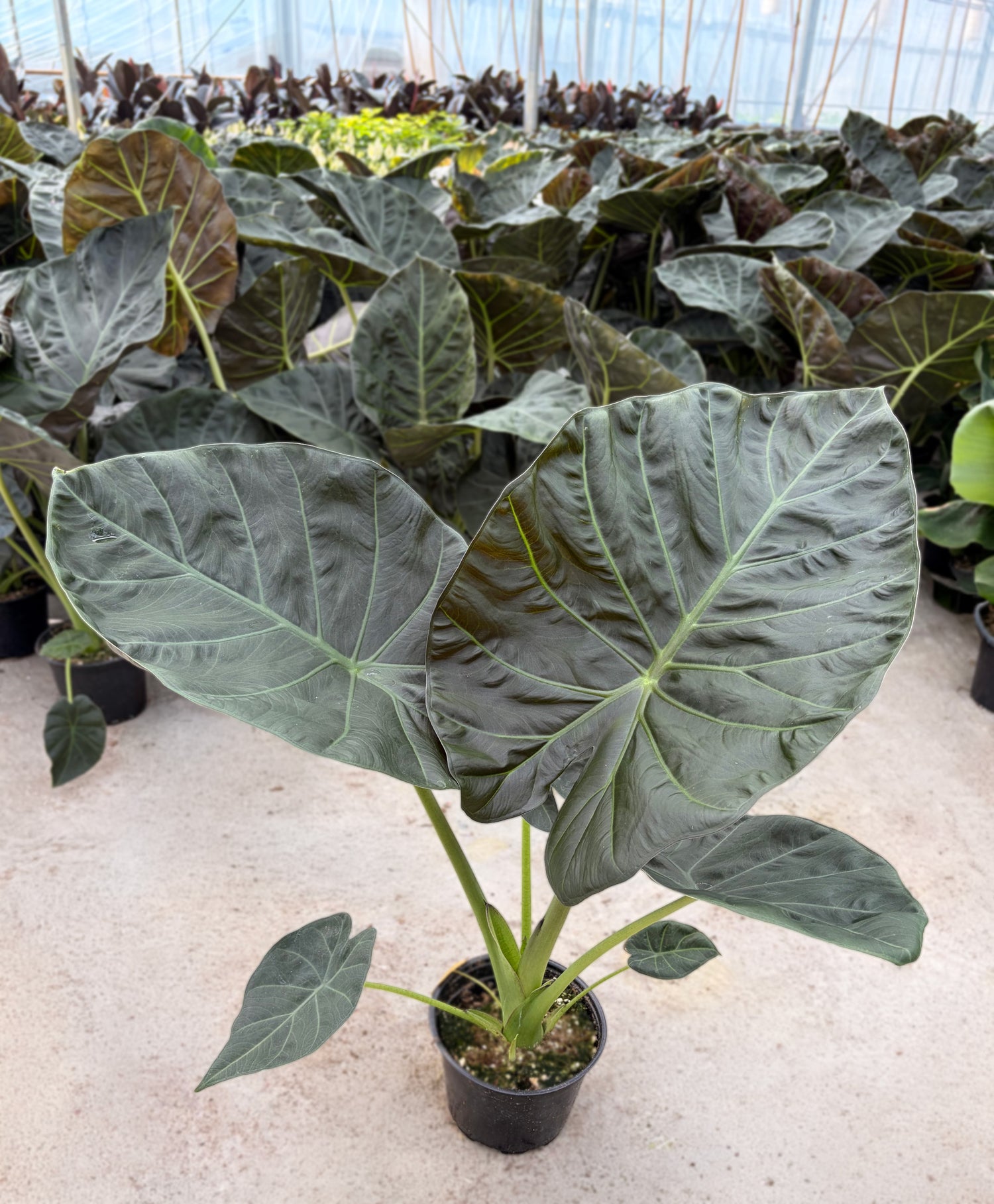 6" Alocasia Regal Sheild
