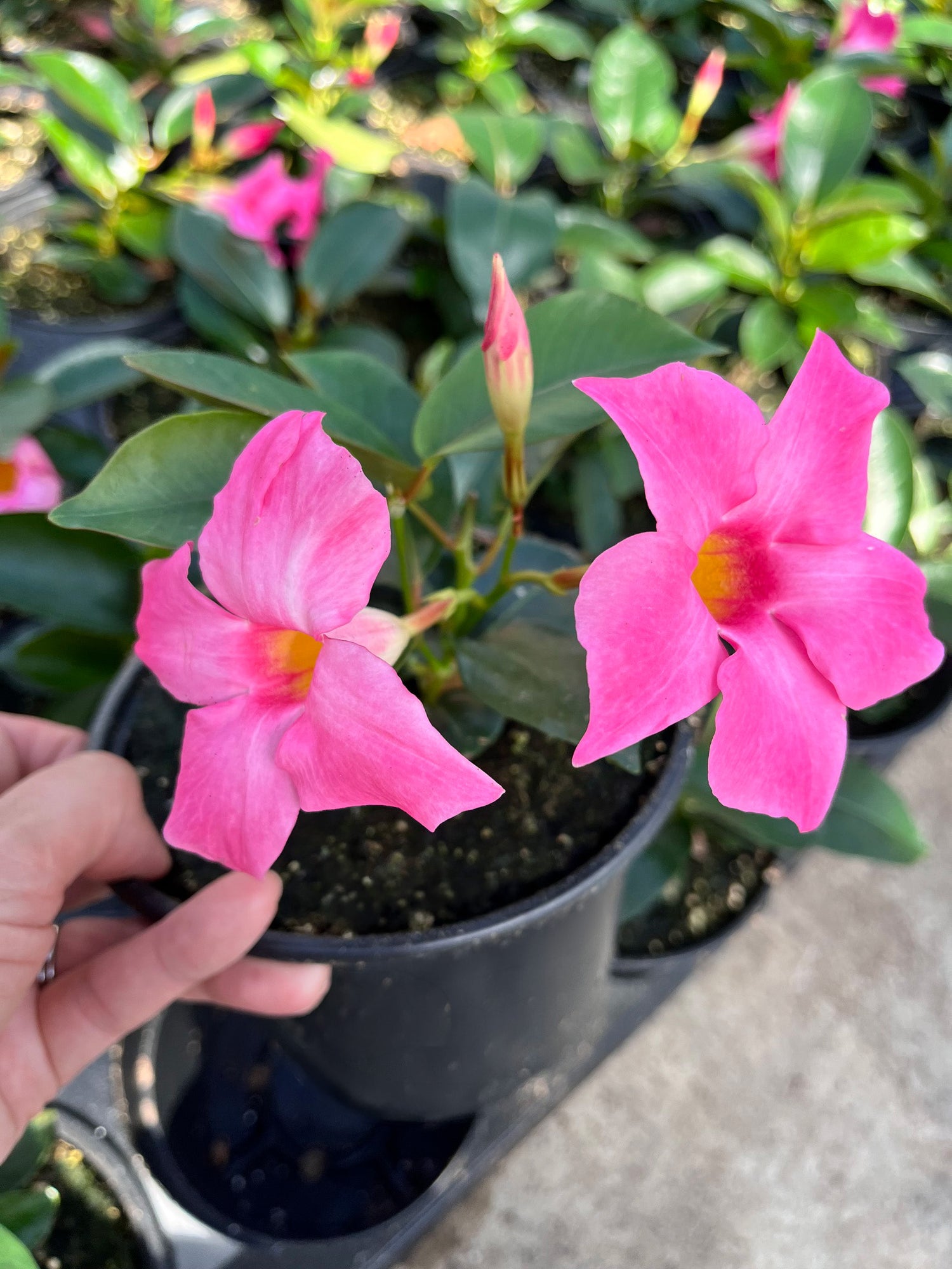 6" Dipladenia