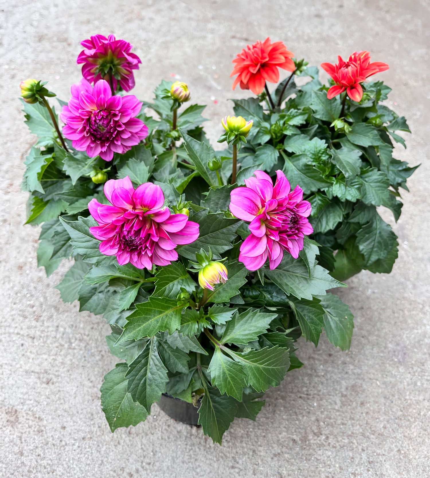 6" Dahlia, Mix