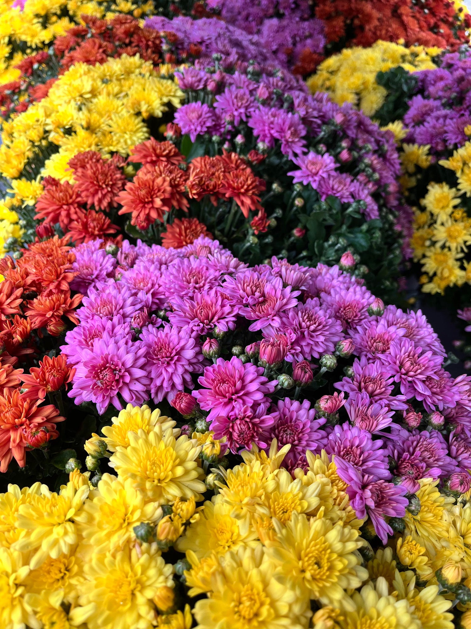 6.5" Mum, Mixed in Tray