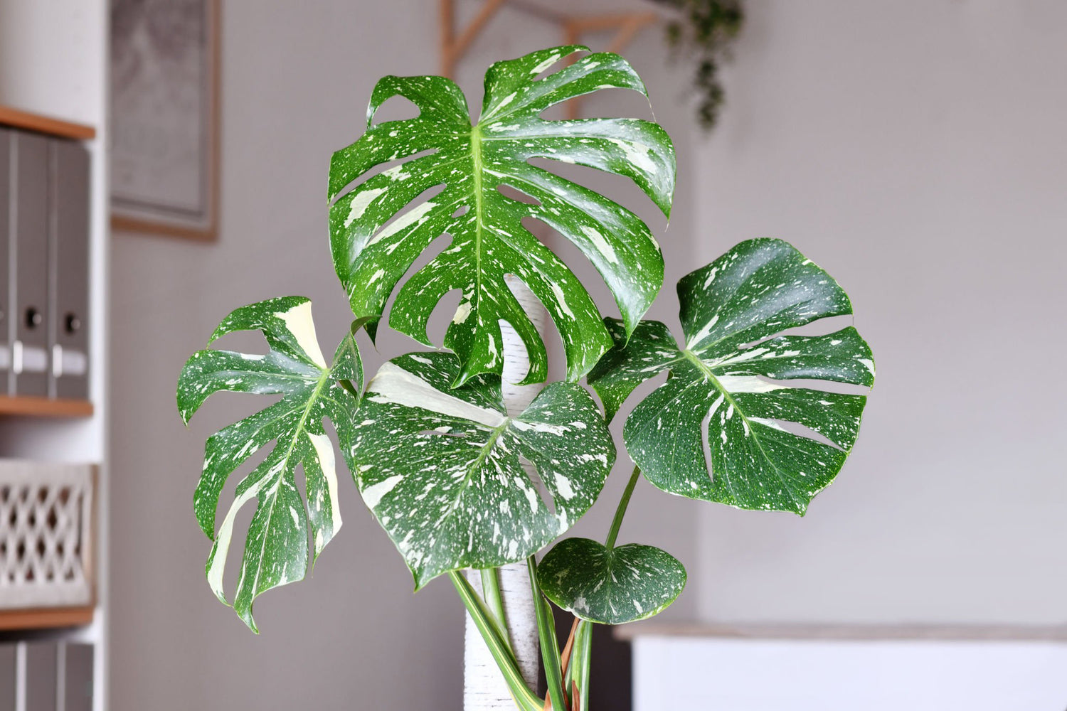 6" Monstera Thai Constellation
