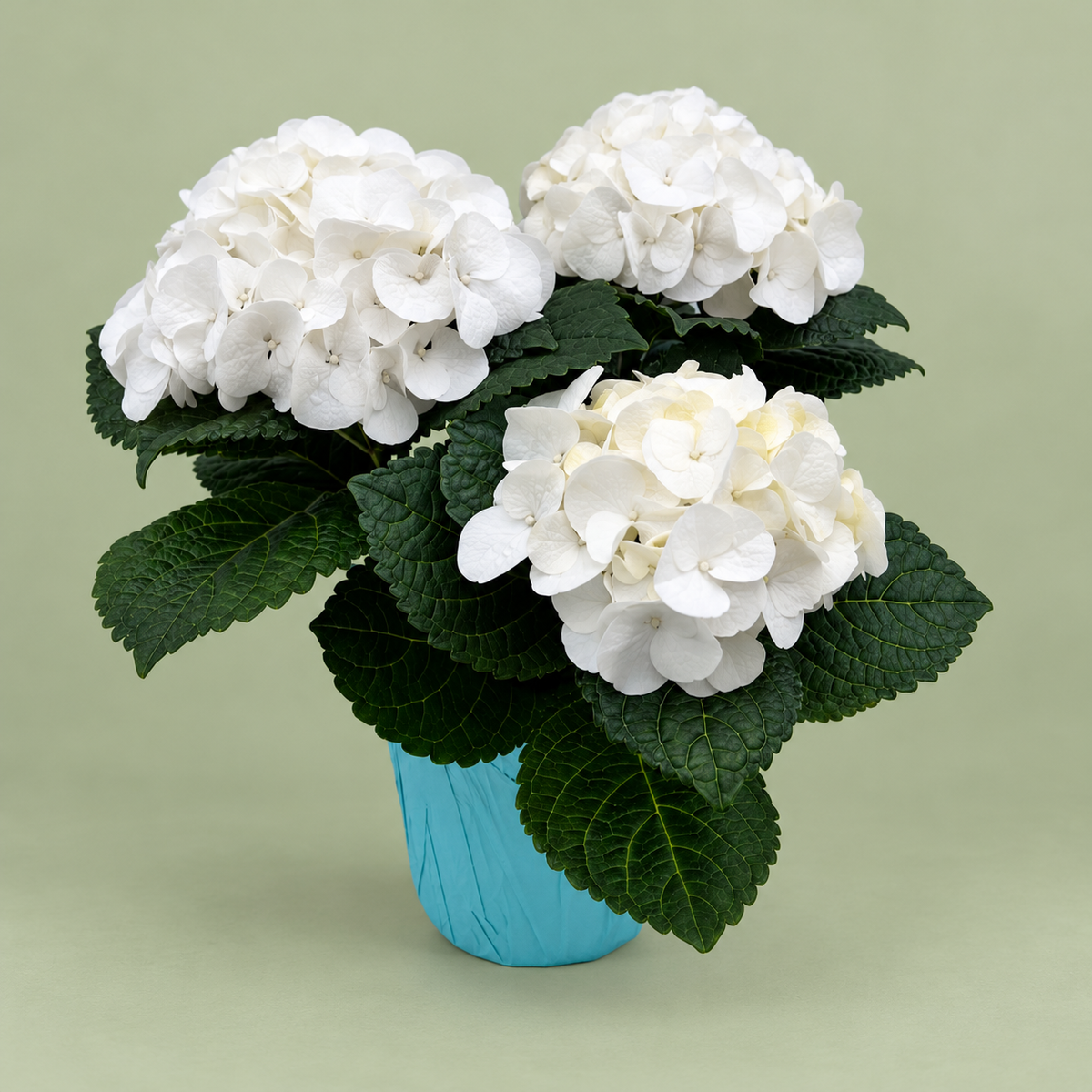 Hydrangea 6.5" Pot