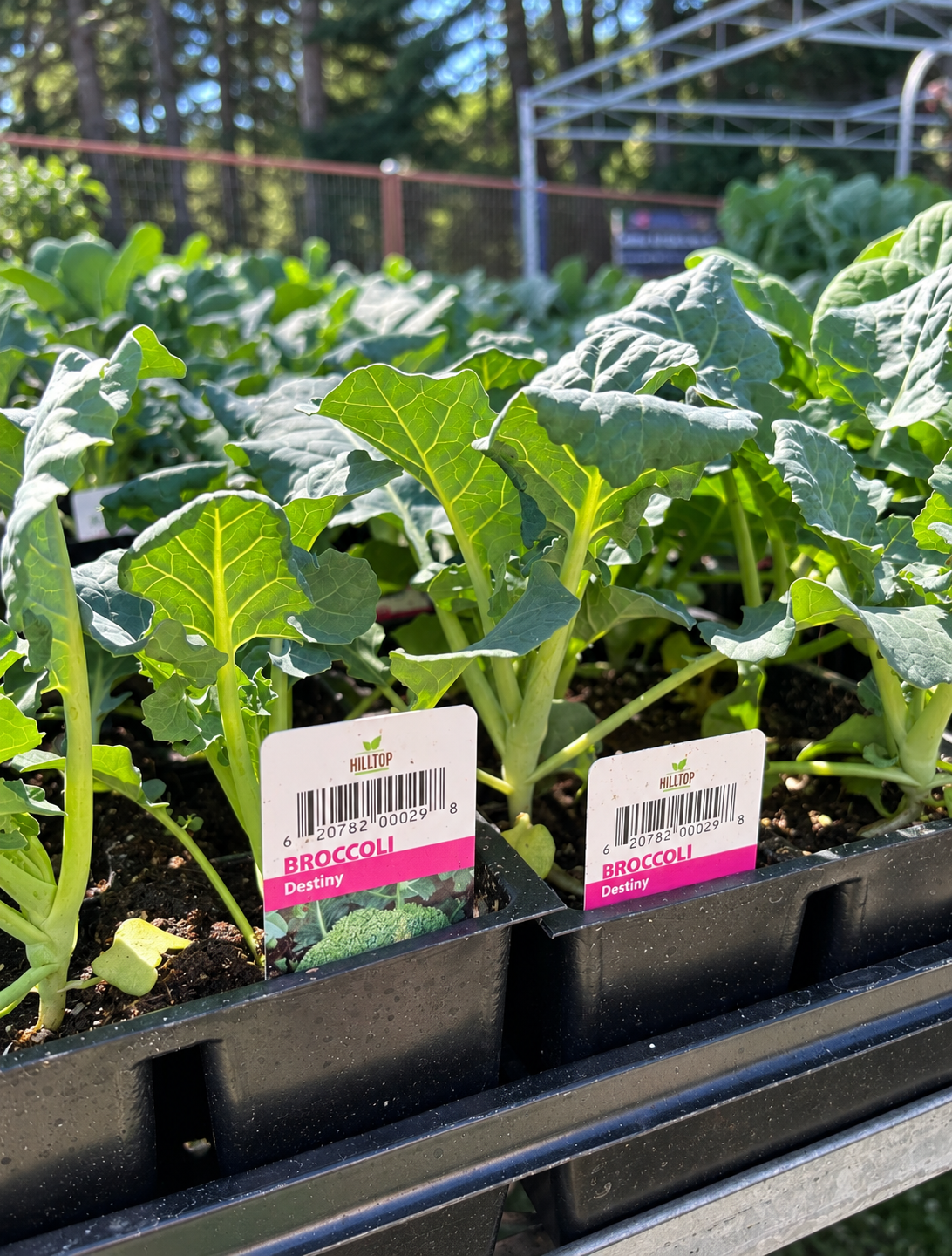 606 Broccoli Vegetable Starts