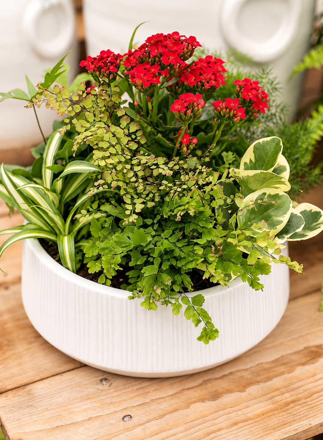 Kalanchoe – 4" Pot