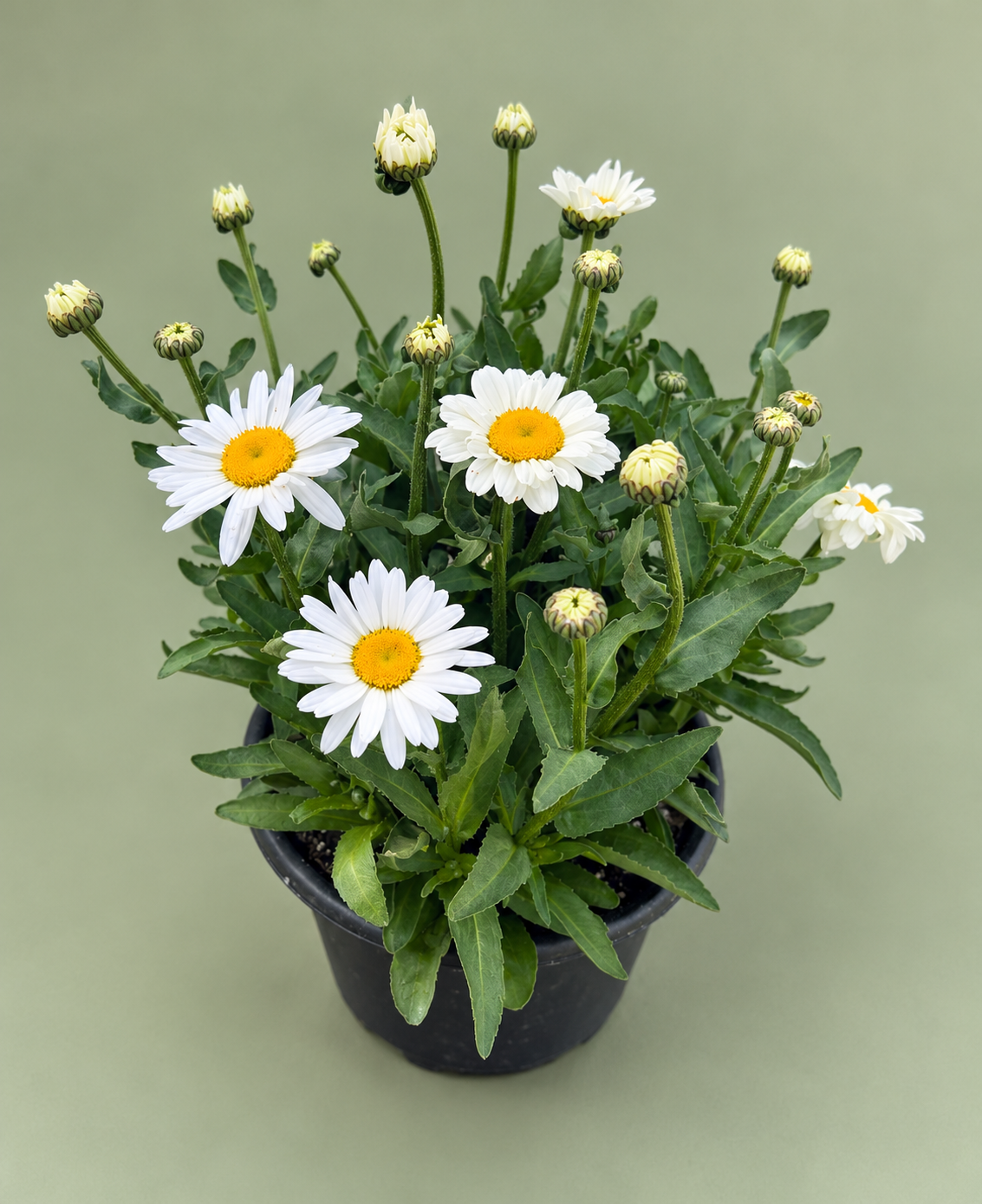 10" Leucanthemum Shasta Daisy