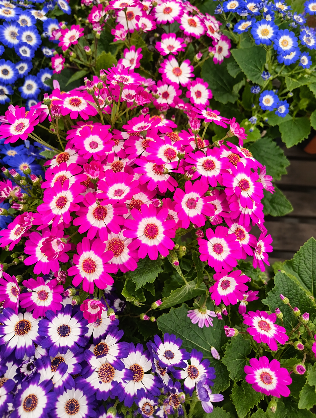 4" Cineraria ‘Perfection’ Mix