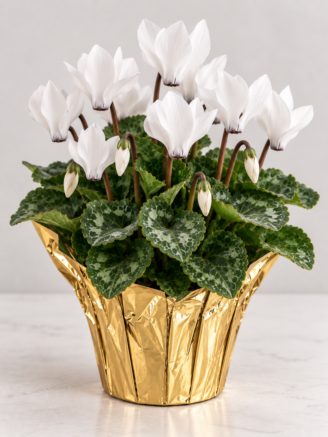 4" Cyclamen