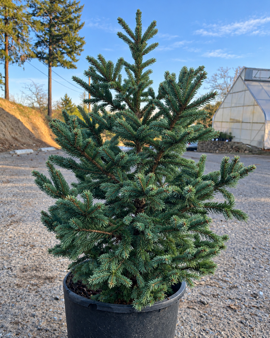 5 Gal Potted Christmas Tree