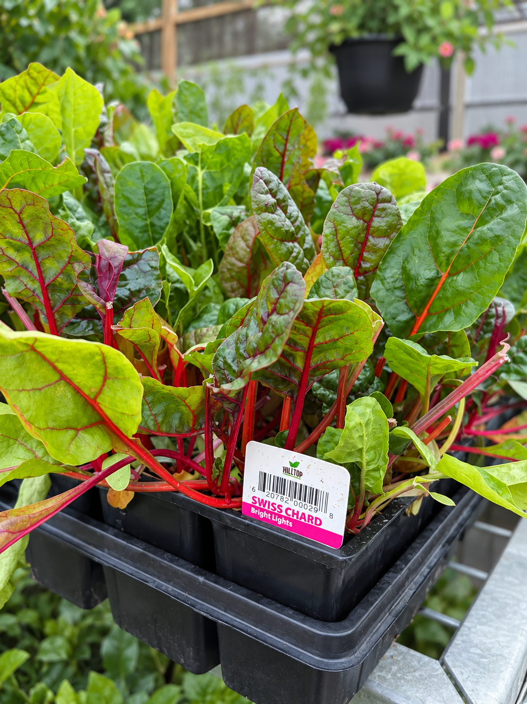 606 Swiss Chard Vegetable Starts