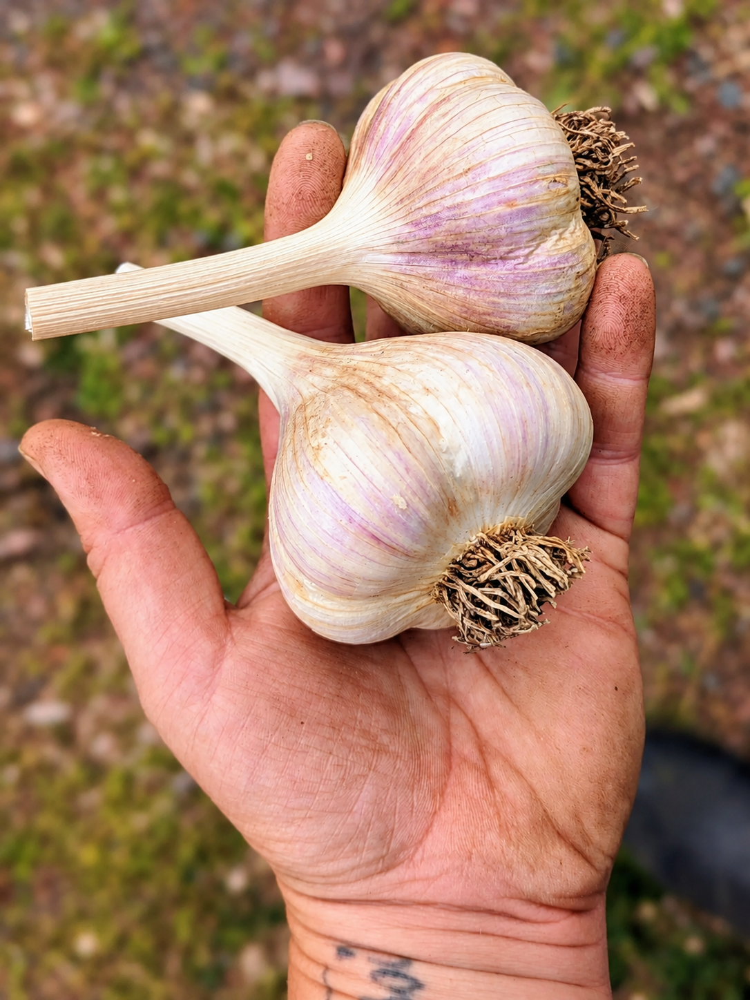 ‘Music’ Garlic Bulbs