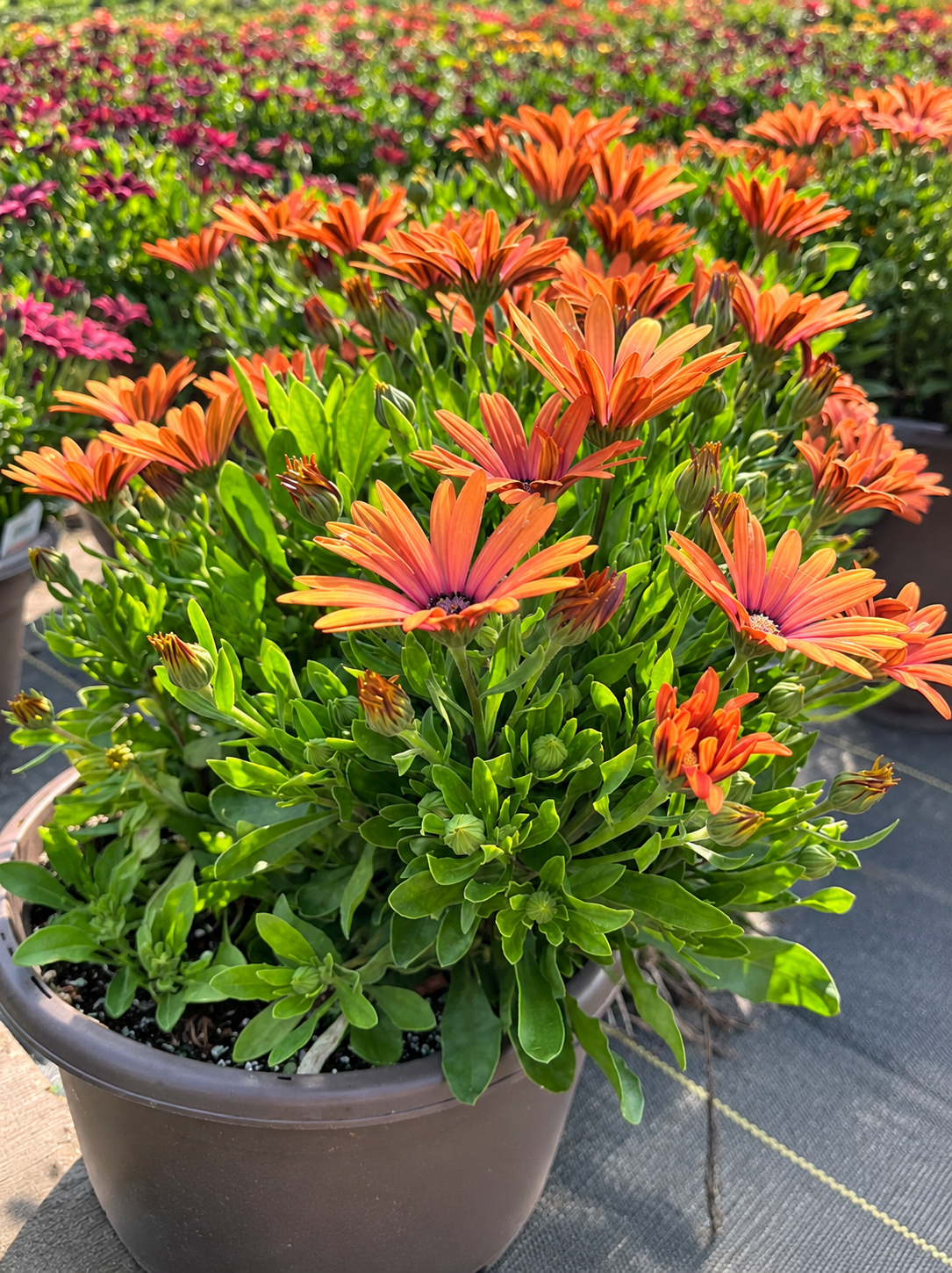Osteospermum – 10" Pot