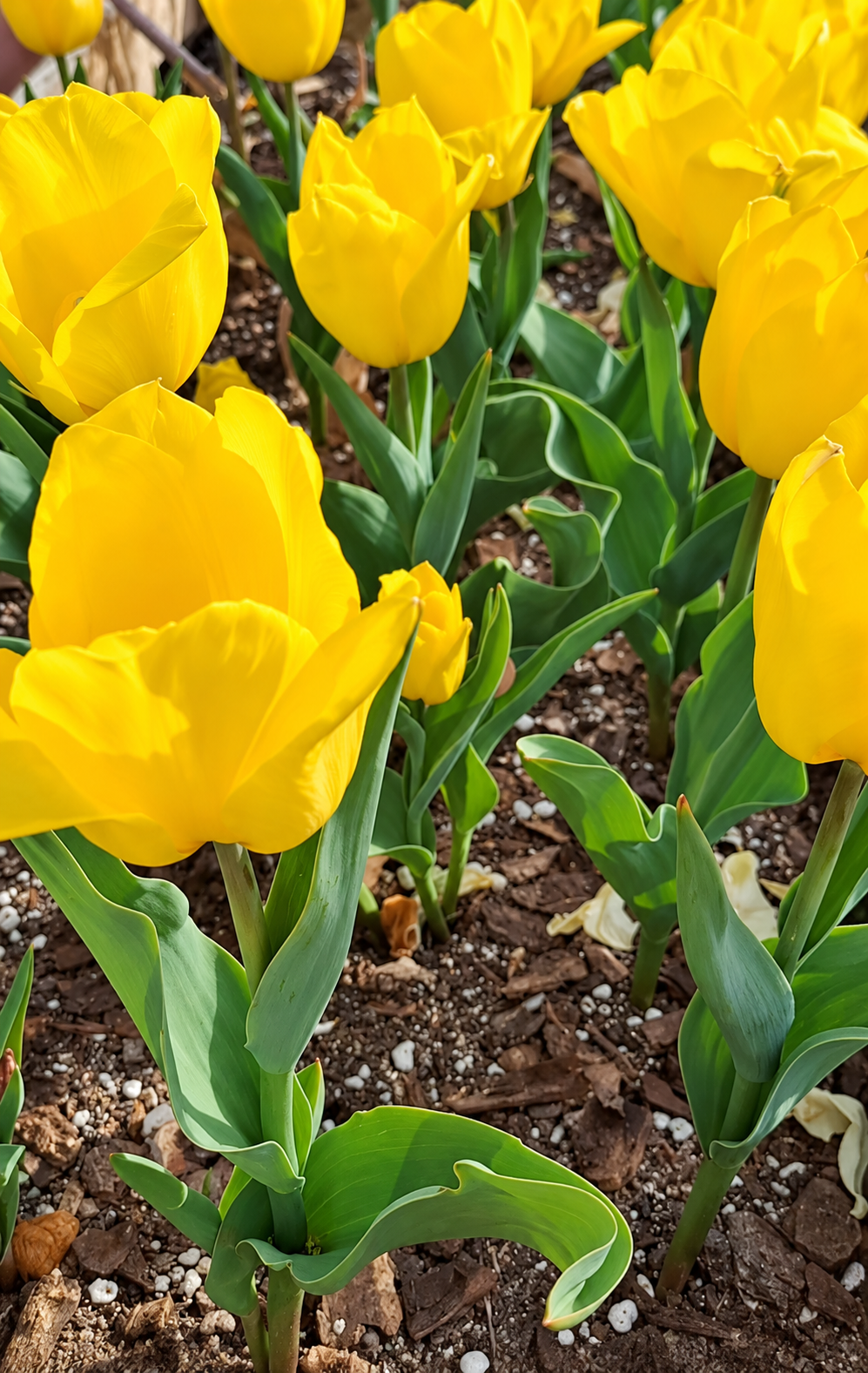 Tulip Bulbs – ‘Yellow Empress’