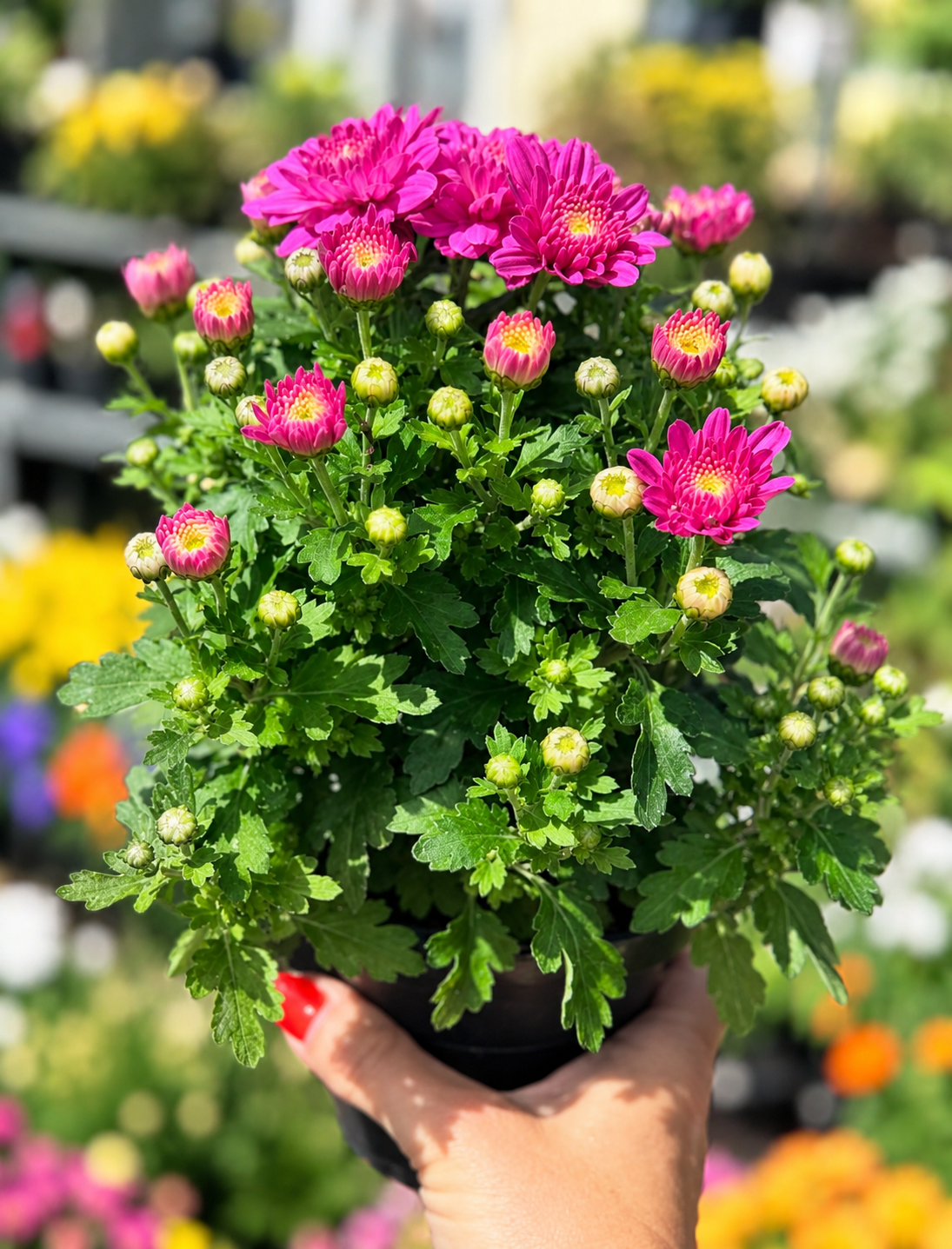 4" Mixed Garden Mums