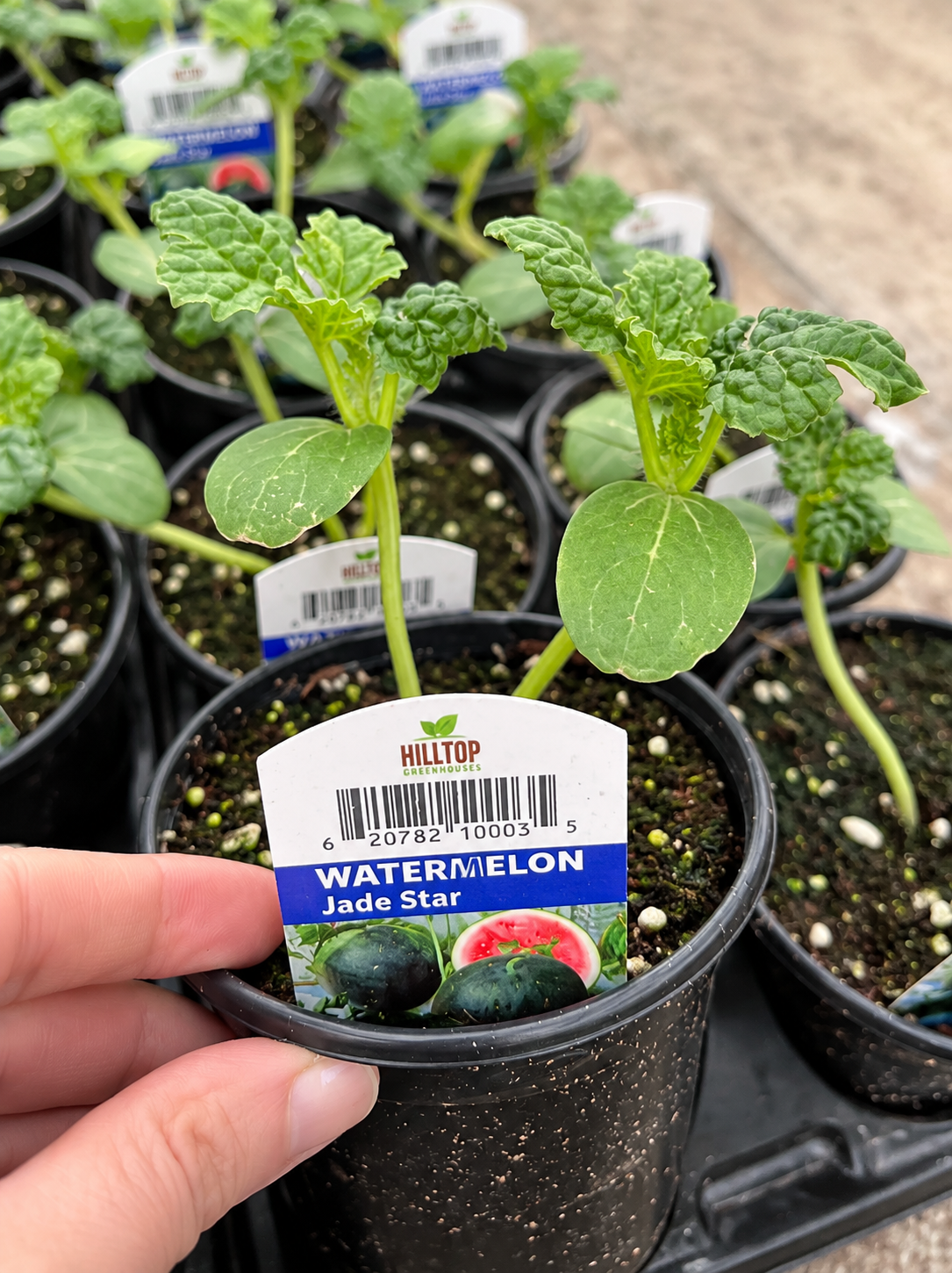 4" Jade Star Watermelon Plant