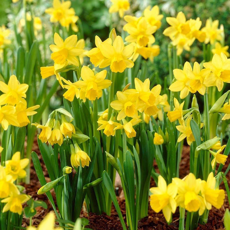 8" Daffodil