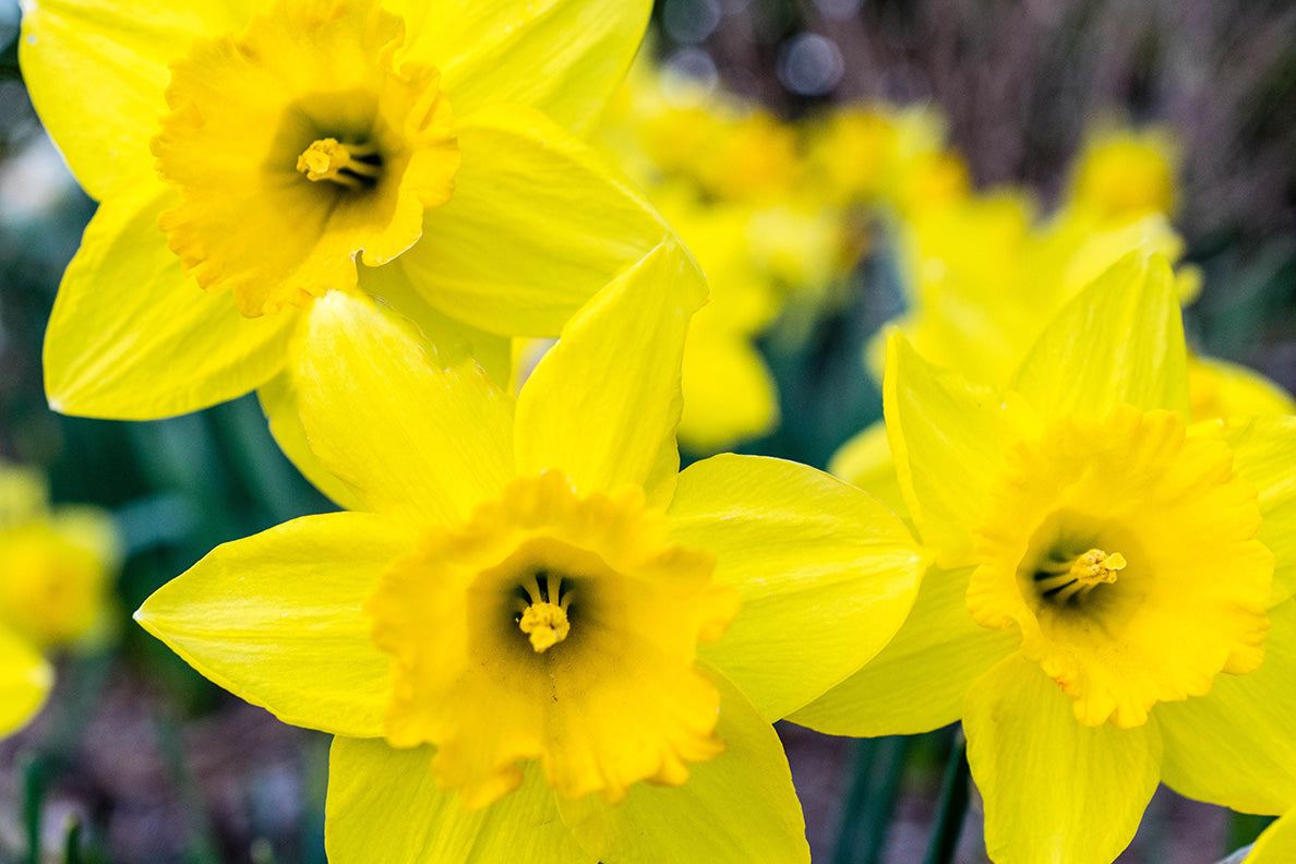 8" Daffodil Pot